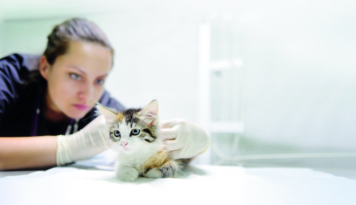 Veterinarian professional at vet clinic is examining cute kitten