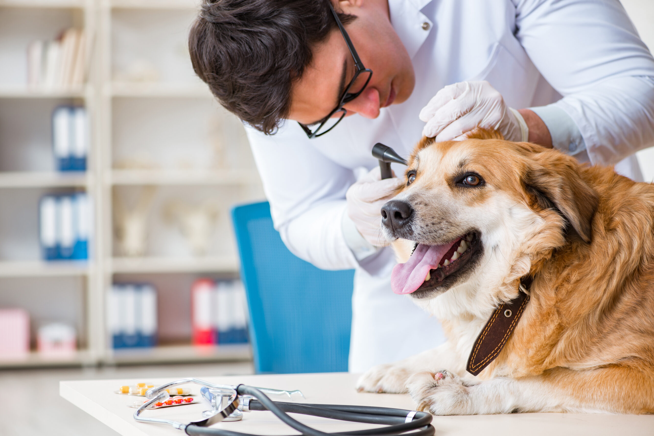 Diete SPECIFIC per Cani e Gatti Le diete SPECIFIC Special Care di Dechra per cani e gatti